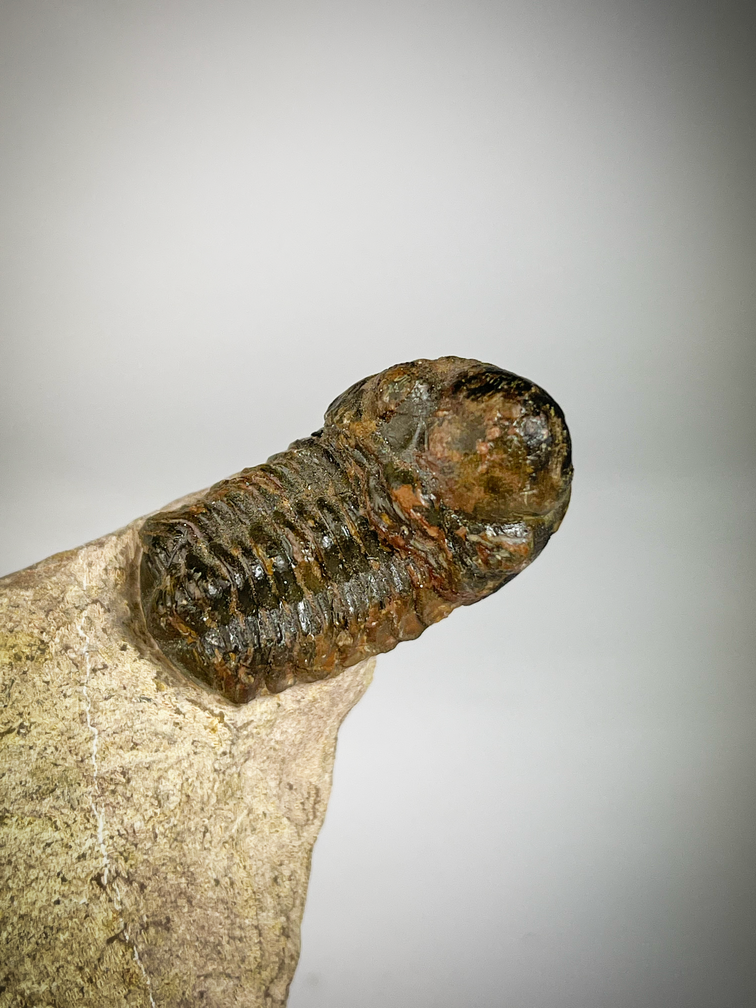 Formación de trilobites Reedops en matriz - 11,4 cm (4,49 in)