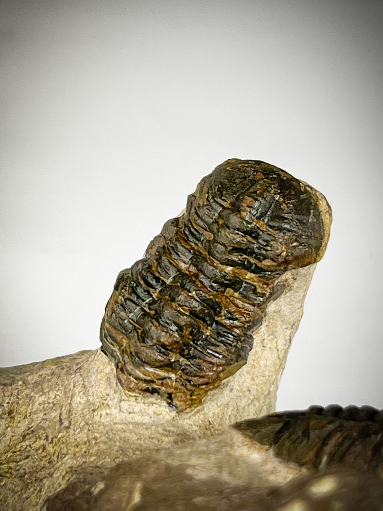 Formation de trilobite Reedops dans la matrice - 11.4 cm (4.49 in)