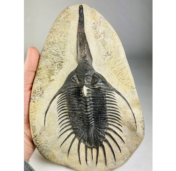 Trilobit Psychopyge in Matrix - 27 cm (10,63 inch)