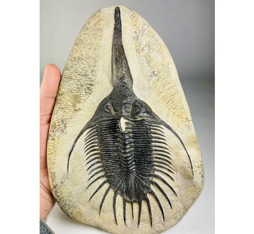 Trilobit Psychopyge in Matrix - 27 cm (10,63 inch)