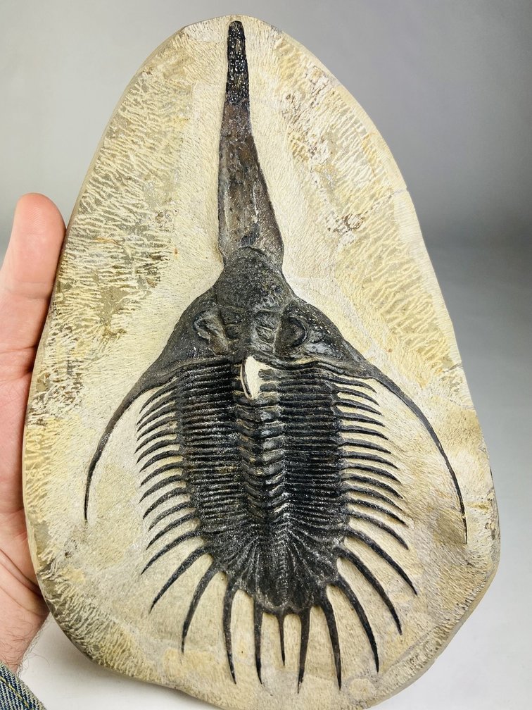 Trilobite Psychopyge en matriz - 27 cm (10.63 inch)