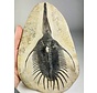 Trilobite Psychopyge dans une matrice - 27 cm (10.63 inch)