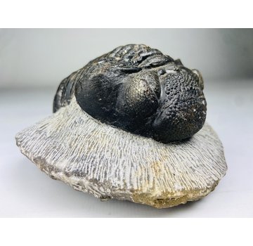 Drotops de trilobites en matriz - 11,7 cm (4,61 pulgadas)