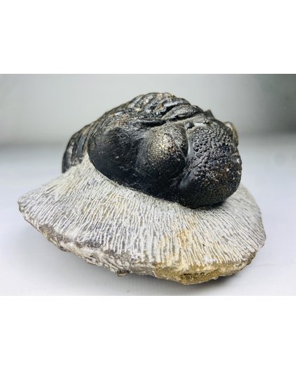 Drotops di trilobite in matrice - 11,7 cm (4,61 pollici)