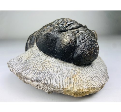 Drotops di trilobite in matrice - 11,7 cm (4,61 pollici)