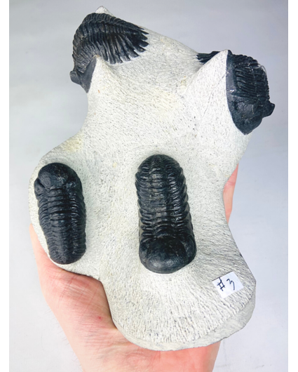 Trilobite 2 Phacops and 2 Hollardops in Matrix - 16,1 cm (6,34 inch)