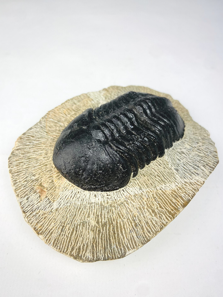 Struveaspis di trilobite in matrice - 10.3 cm (4,06 inch)