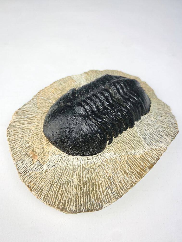 Trilobite Struveaspis in Matrix - 10.3 cm (4,06 inch)