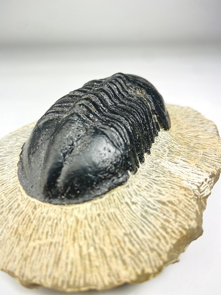 Struveaspis de trilobites en matriz - 10.3 cm (4,06 inch)