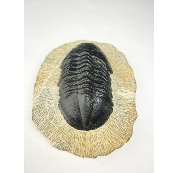 Struveaspis de trilobites en matriz - 10.3 cm (4,06 inch)