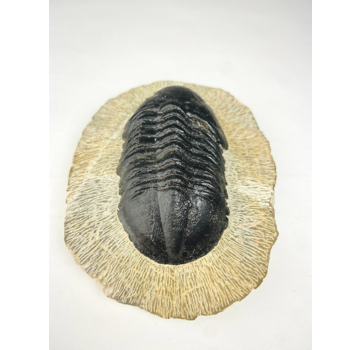 Trilobiet Struveaspis in Matrix - 10.3 cm (4,06 inch)