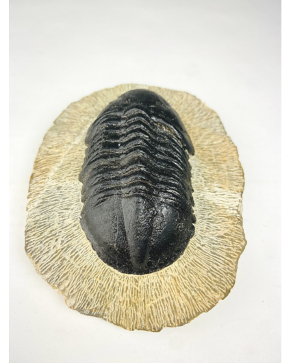 Struveaspis di trilobite in matrice - 10.3 cm (4,06 inch)