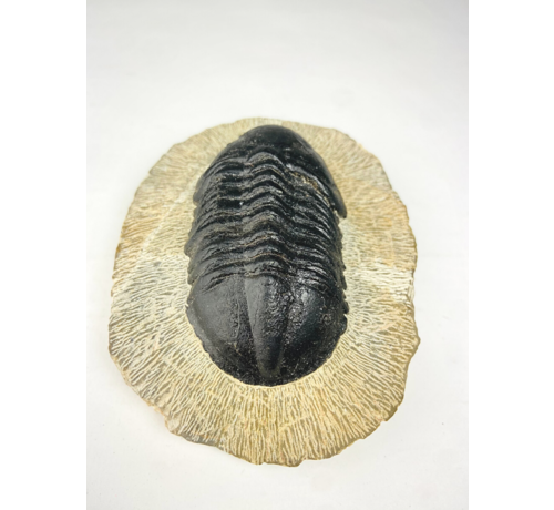 Struveaspis di trilobite in matrice - 10.3 cm (4,06 inch)