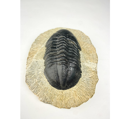 Trilobite Struveaspis dans la matrice - 10.3 cm (4,06 inch)