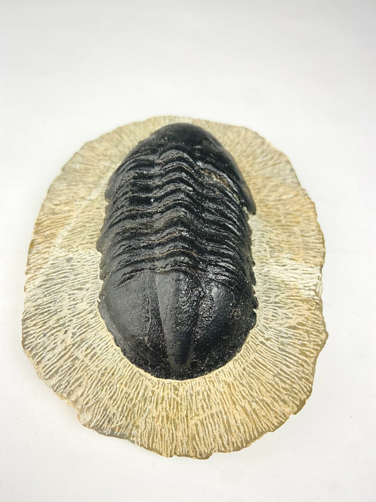 Trilobit Struveaspis in Matrix - 10.3 cm (4,06 inch)