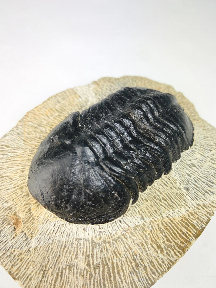 Struveaspis di trilobite in matrice - 10.3 cm (4,06 inch)