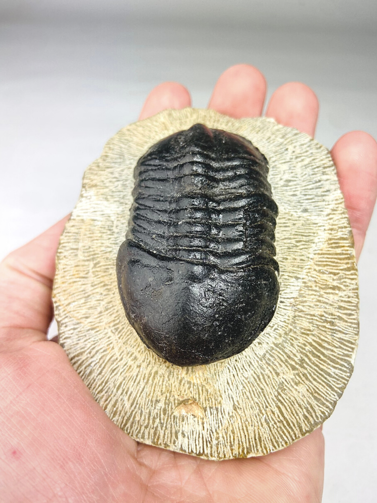 Trilobite Struveaspis dans la matrice - 10.3 cm (4,06 inch)