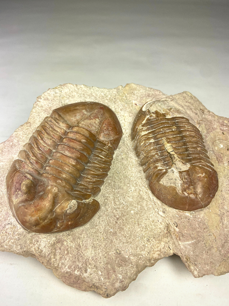 Russian Trilobite 1 Asaphus Holmi and 1 Asaphus Kowale in Matrix - 22 cm (8.66 inches)