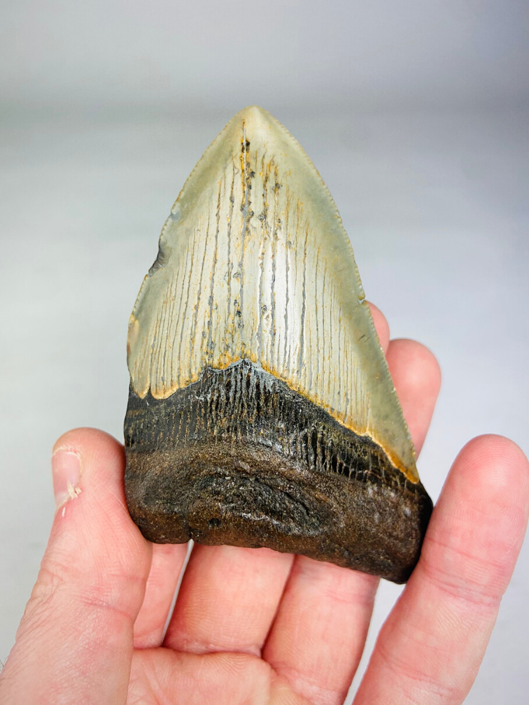 "Megalodon teeth 3 colours set" - "Stone Henge" largest tooth 9.9 cm (3.54 inches)