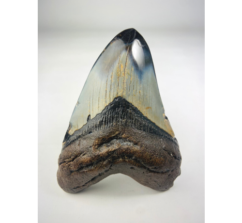 'Grey/Red' Megalodon tooth polished 'Polished Beauty' (US) - 10,6 cm (4,17 inch)
