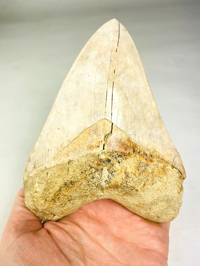 Megalodon tooth "White Sea" (Indonesia) - 14.4 cm