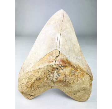 Dente di Megalodon "White Sea" (Indonesia) - 14,4 cm