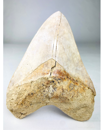 Megalodon-Zahn "White Sea" (Indonesien) - 14,4 cm