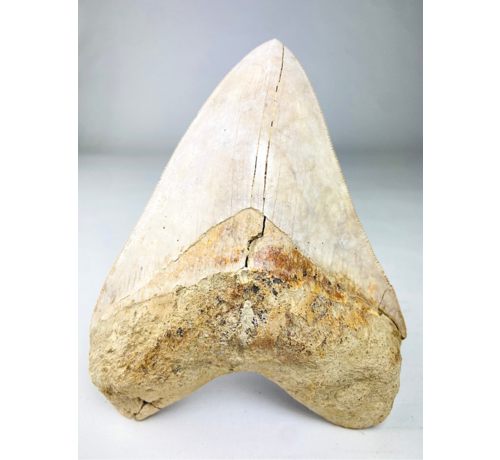 Megalodon-Zahn "White Sea" (Indonesien) - 14,4 cm