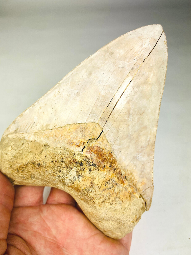 Megalodon tooth "White Sea" (Indonesia) - 14.4 cm