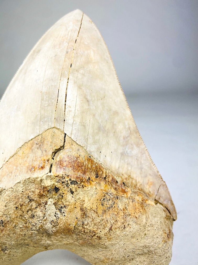 Megalodon tooth "White Sea" (Indonesia) - 14.4 cm