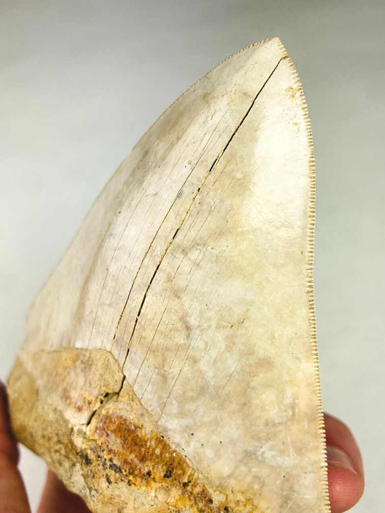 Dent de Megalodon "White Sea" (Indonésie) - 14,4 cm