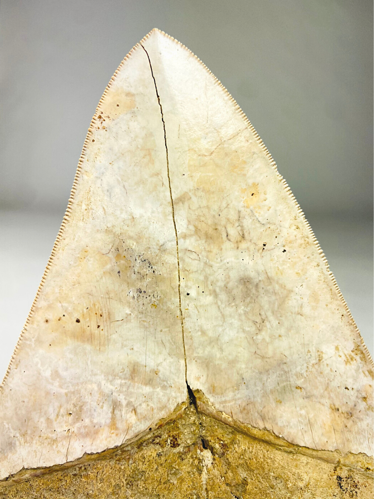 Megalodon tooth "White Sea" (Indonesia) - 14.4 cm