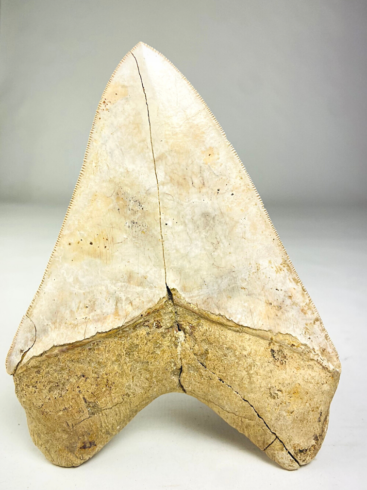 Megalodon tooth "White Sea" (Indonesia) - 14.4 cm