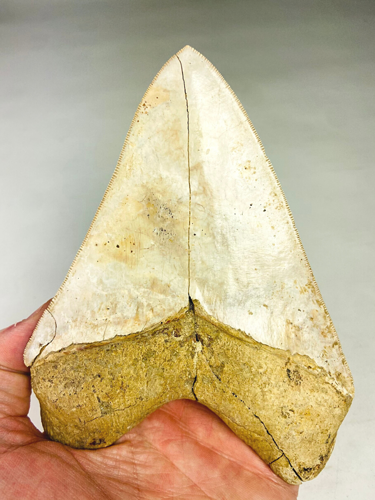 "Witte" Megalodon tand "White Sea" (Indonesië) - 14,4 cm (5,67 inch)