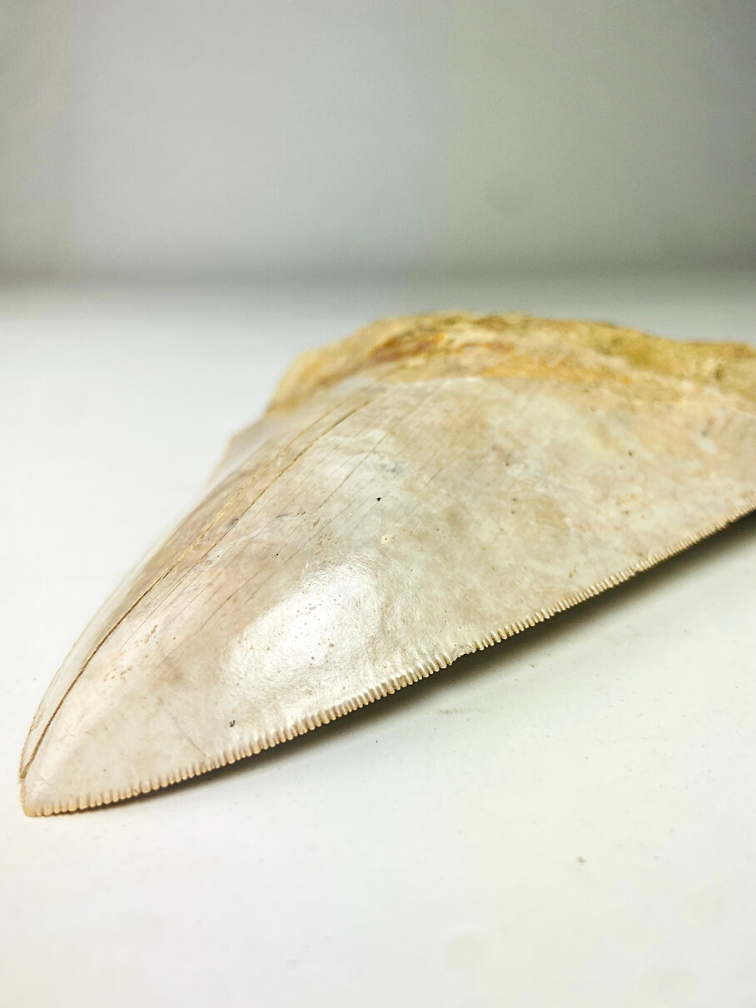 Megalodon tooth "White Sea" (Indonesia) - 14.4 cm