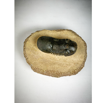 Paralejurus de trilobites en matriz - 10.3 cm (4,06 inch)