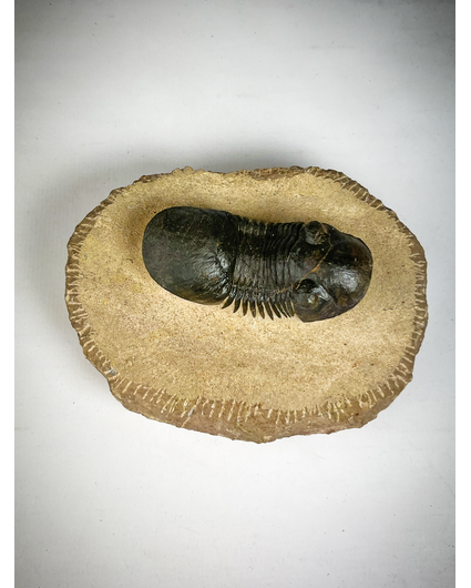 Paralejurus de trilobites en matriz - 10.3 cm (4,06 inch)