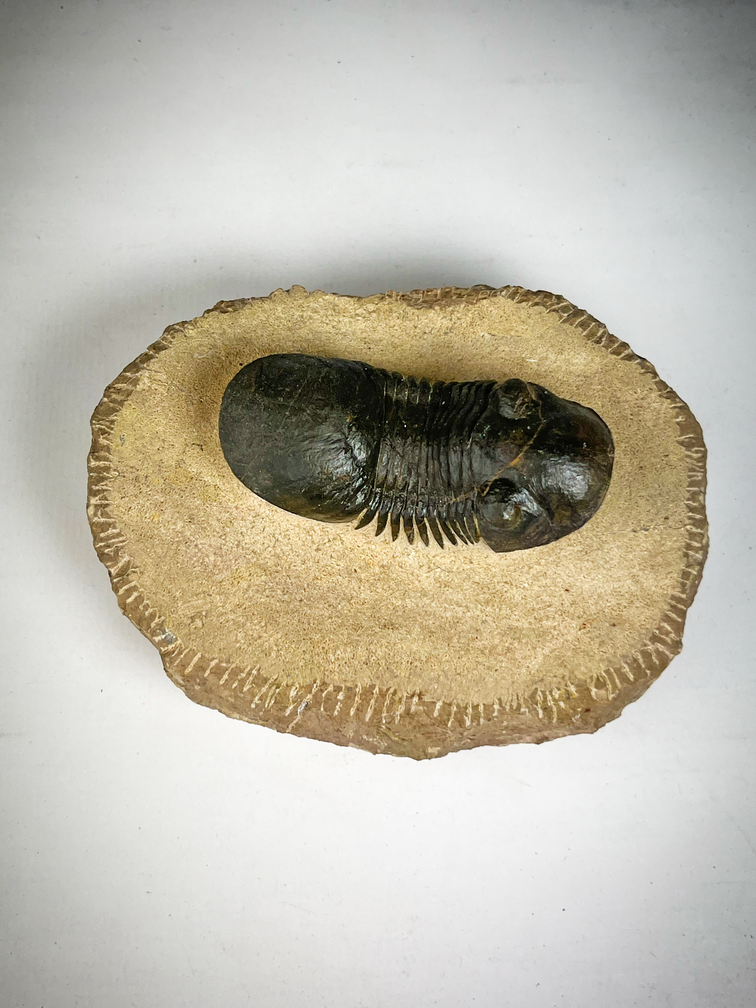 Paralejurus di trilobite in matrice - 10.3 cm (4,06 inch)