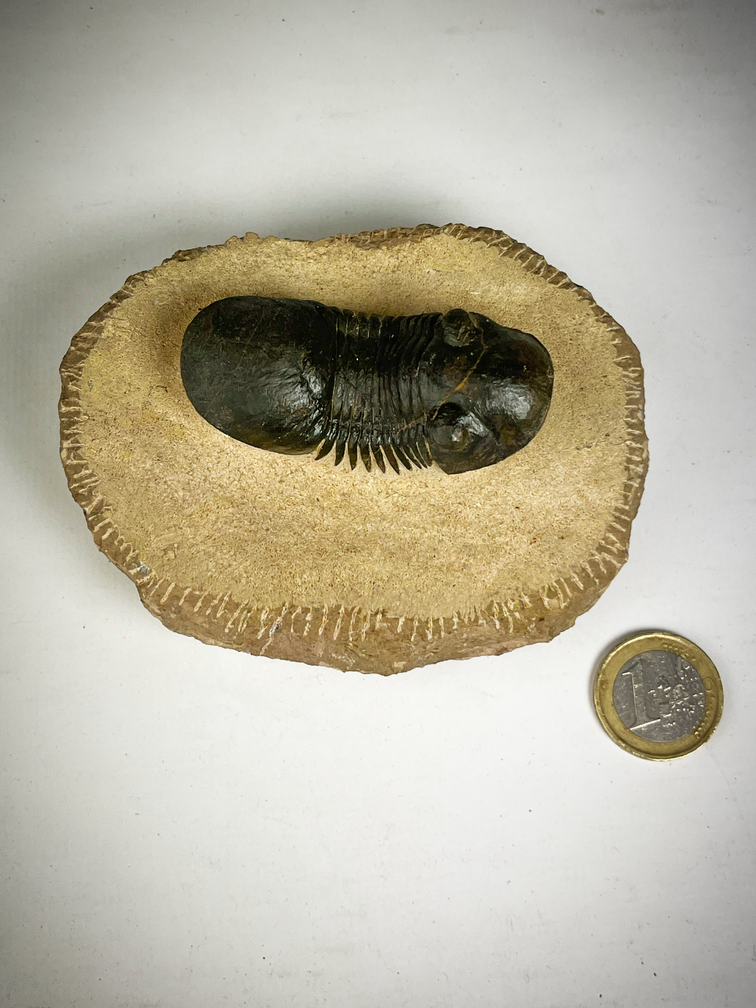 Trilobite Paralejurus in Matrix - 10.3 cm (4,06 inch)