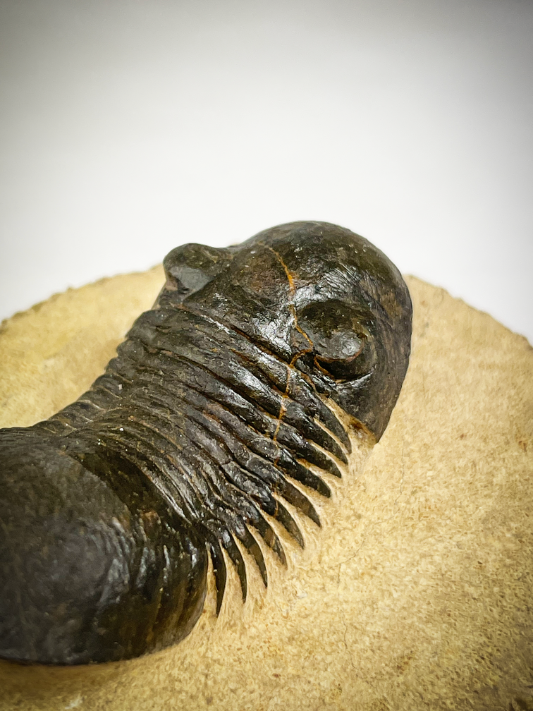 Paralejurus di trilobite in matrice - 10.3 cm (4,06 inch)