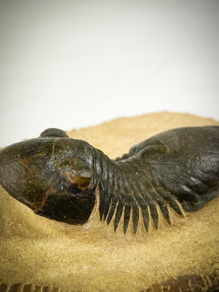 Paralejurus di trilobite in matrice - 10.3 cm (4,06 inch)