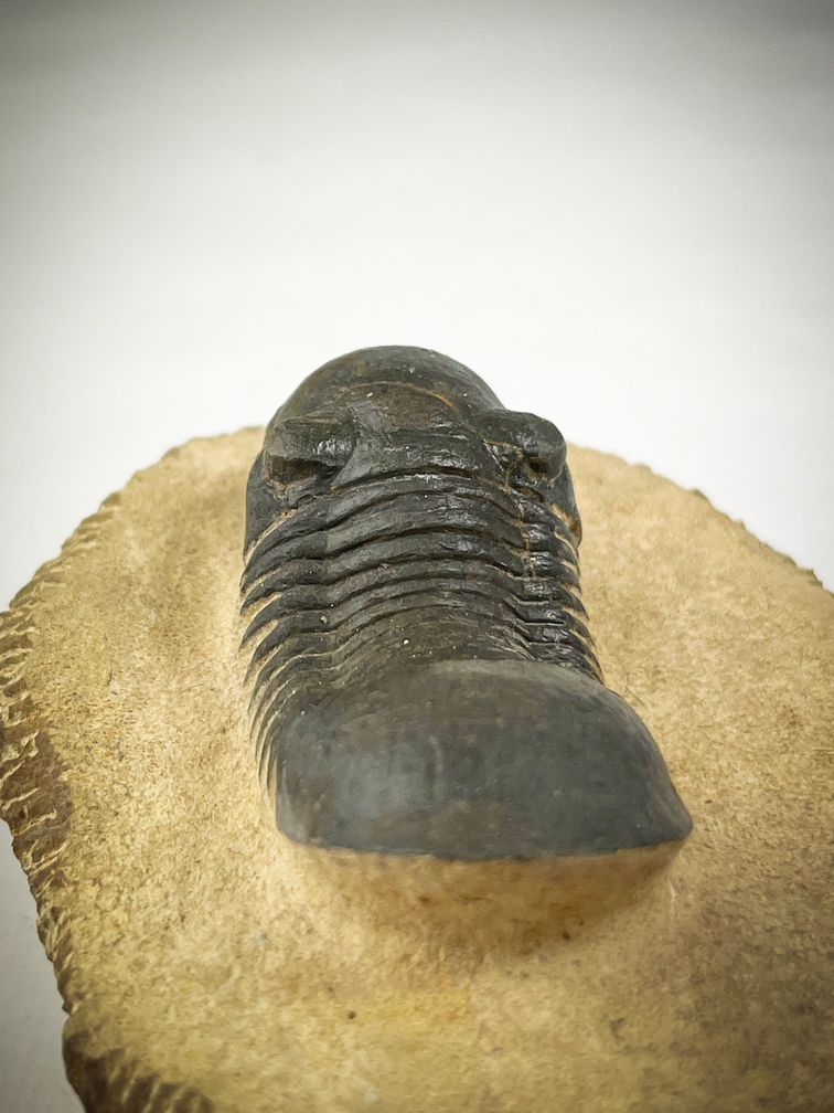 Paralejurus di trilobite in matrice - 10.3 cm (4,06 inch)