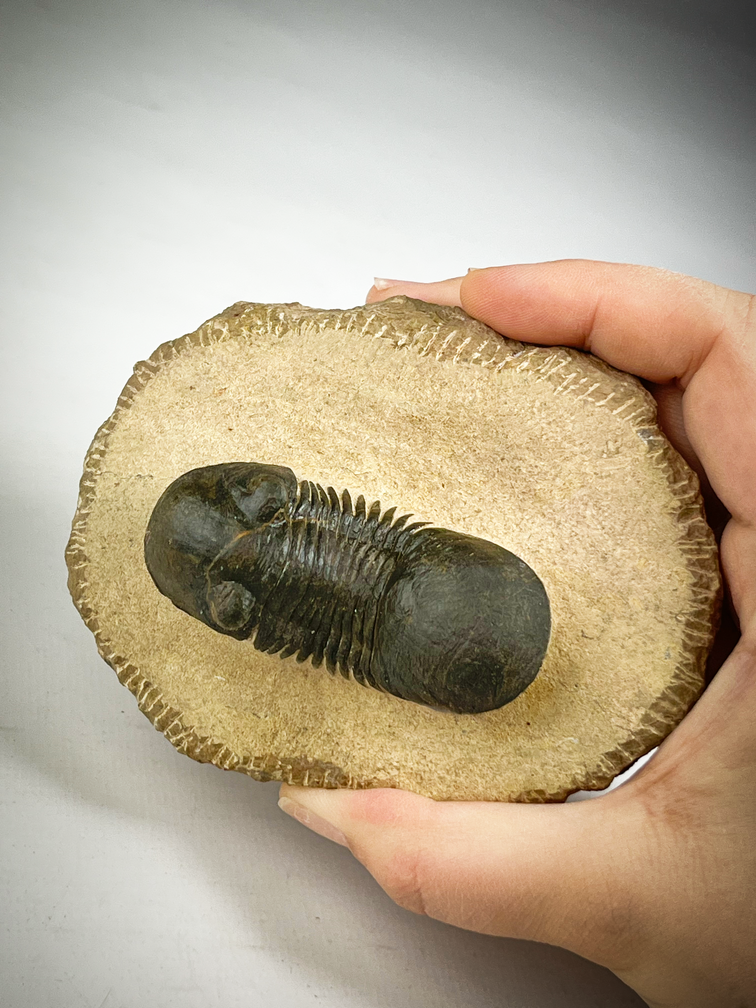 Trilobite Paralejurus in Matrix - 10.3 cm (4,06 inch)