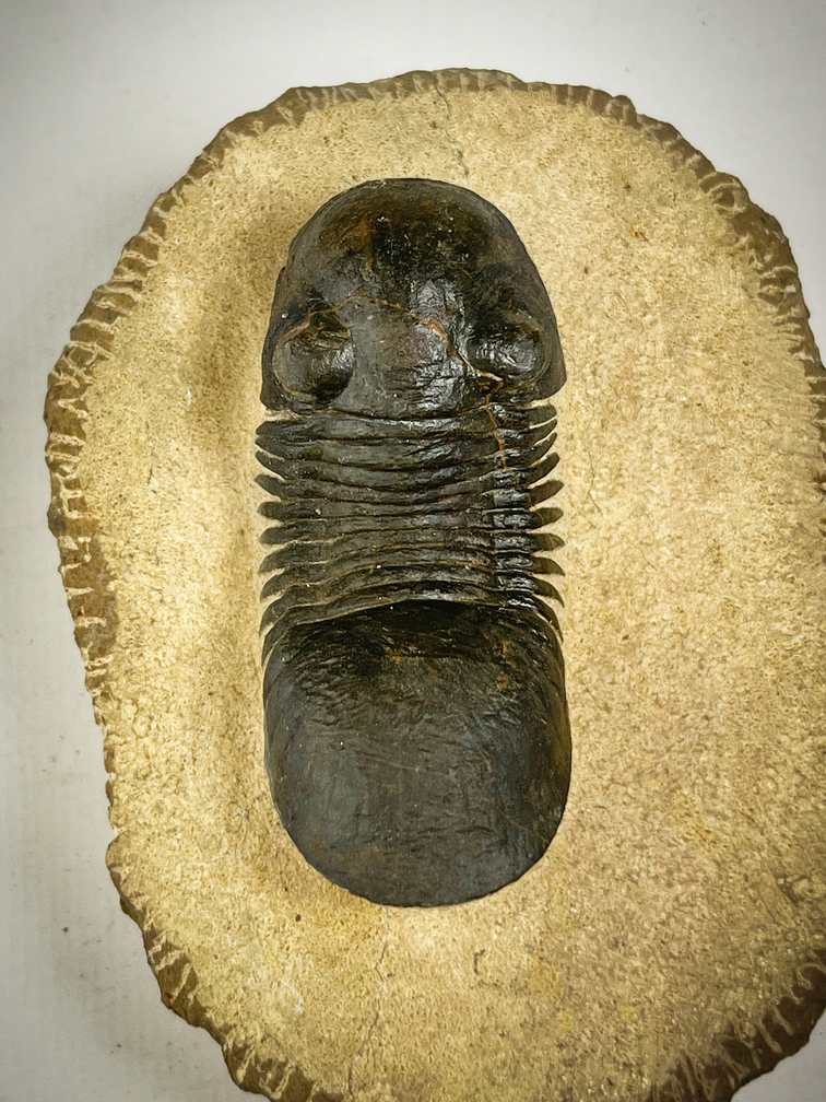 Trilobite Paralejurus in Matrix - 10.3 cm (4,06 inch)