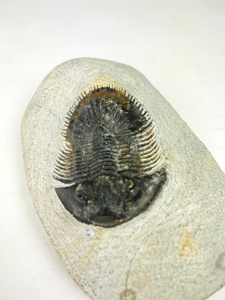 Trilobit Thyisanopeltis in Matrix - 8,7 cm (3,43 in)