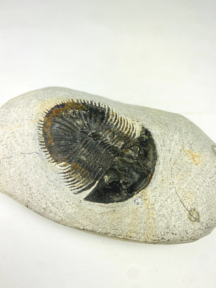 Trilobite Thyisanopeltis dans la matrice - 8.7 cm (3.43 in)