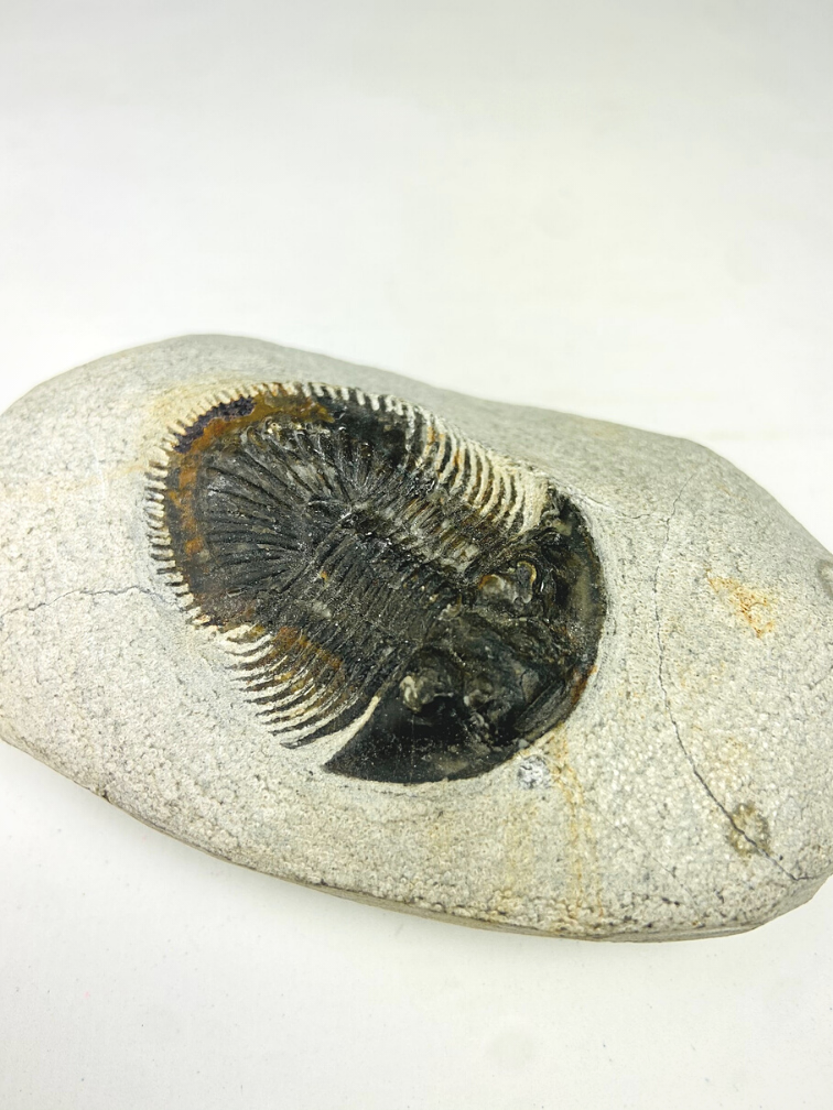 Trilobite Thyisanopeltis en matriz - 8,7 cm (3,43 in)