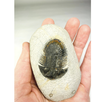 Trilobit Thyisanopeltis in Matrix - 8,7 cm (3,43 in)