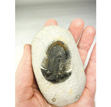 Trilobite Thyisanopeltis in matrice - 8,7 cm (3,43 in)