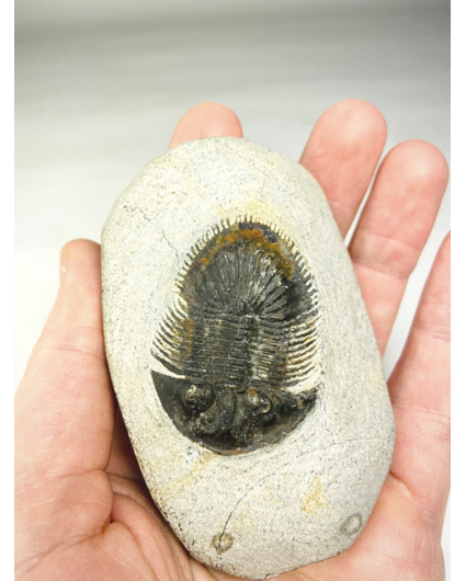 Trilobite Thyisanopeltis dans la matrice - 8.7 cm (3.43 in)